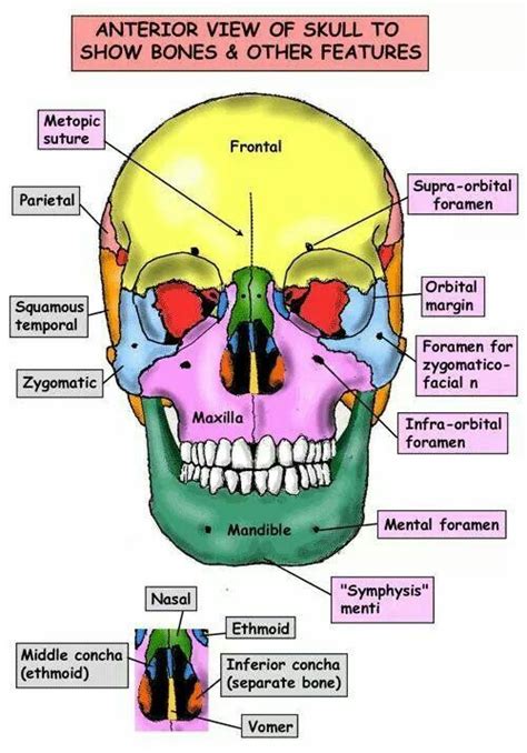Head And Neck Anatomy Dental Anatomy Medical School Studying Anatomy