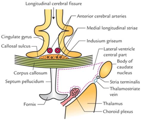 Lateral Ventricle Learn Human Anatomy