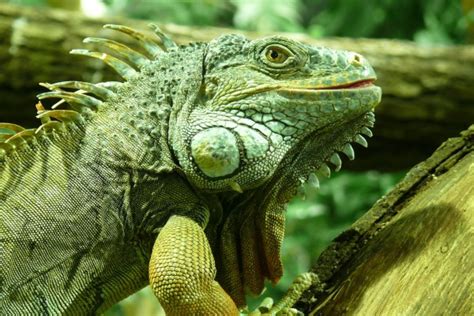 la cabeza y piel de una iguana 51899
