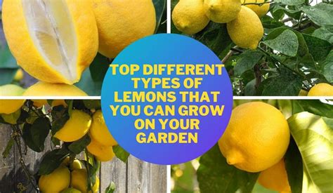 Types Of Lemon Trees A Comprehensive Guide
