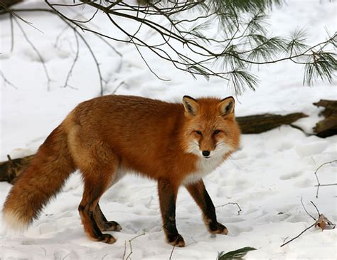 All About Animal Wildlife Red Fox Photos Images And