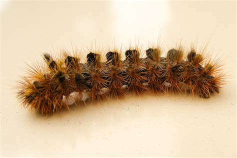 Hairy Brown Caterpillar Vancouver British Columbia Canad Flickr