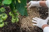 Photos of Garden Soil Vs Compost