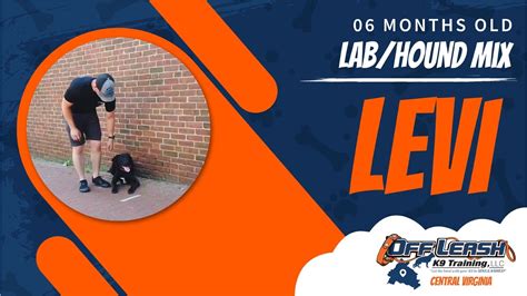 6mo Labhound Mix Levi Best Dog Trainers In Fredericksburg Va