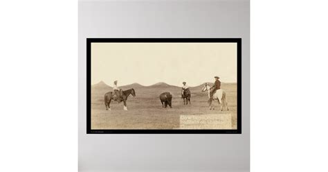 Cowboys Roping A Buffalo Sd 1887 Poster Zazzle
