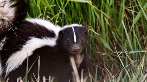 Asus Leading Skunk Expert Featured In Texas Parks And Wildlife Magazine