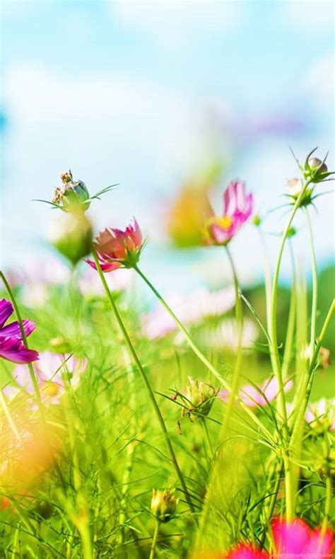 Download Nice Spring Backgrounds 1440x900 Full Hd Wall Desktop Background