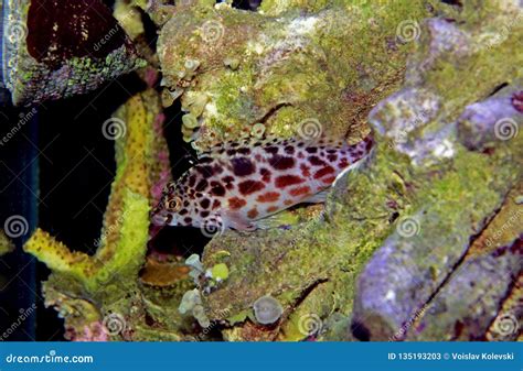 Pixy Red Spotted Hawkfish Cirrhitichthys Oxycephalus Stock Image