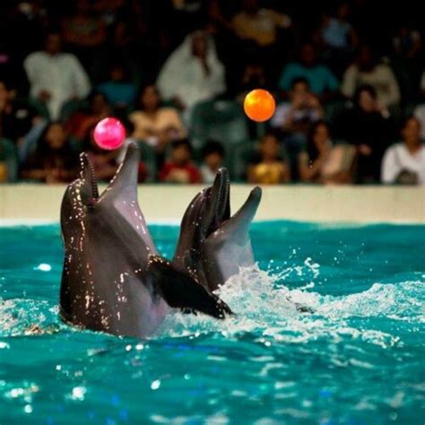 Dubai Dolphinarium Dolphin Show And Seal Citron Tours