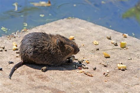 When you select a plus pest control of elk grove you'll be able to quit having to worry about pest infestations and let us deal with them. Rodents can be found all across the world, not simply in ...