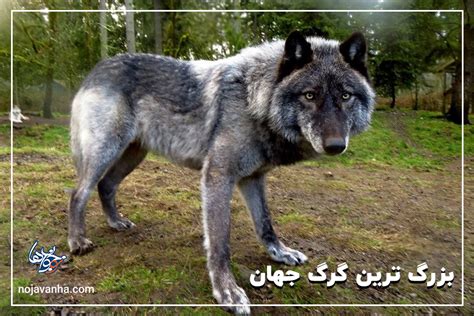 5 نوع از خطرناک ترین و بزرگ ترین گرگ های جهان تصاویر 🐺