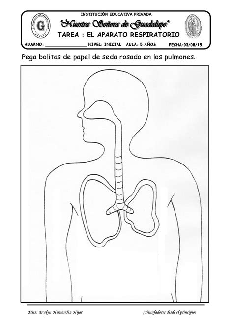 Tarea Sistema Respiratorio Para Ninos Sistema Respiratorio Para Images