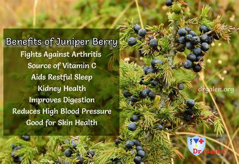 Health Benefits Of Juniper Berry Benefits Of Berries Health Health