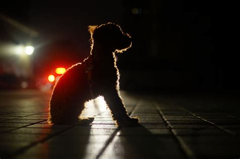 Do Dogs Need A Light On At Night