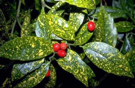 Spotted Laurel Stock Image B8000263 Science Photo Library