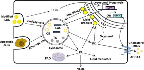 Lysosomal Acid Lipase In Lipid Metabolism And Beyond Arteriosclerosis