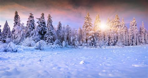 Winter Winter Forest Snow Fir Tree Sun Gallery For Hd 169 High