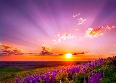 Glorious Sunrise Over Field Of Flowers Nature Desktop Nature Sunset