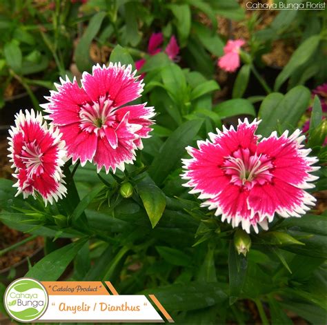 Fantastis 30 Gambar Bunga Anyelir Hd Gambar Bunga Indah