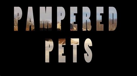 Pampered Pets Advertisement 2019 Youtube