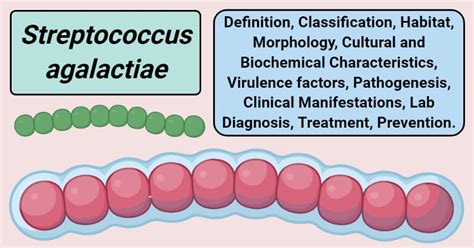 Streptococcus Agalactiae Bacteremia Treatment
