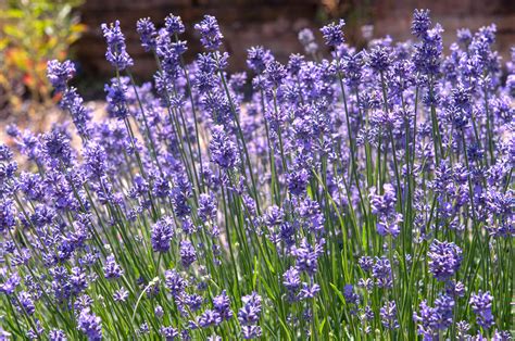 12 Worst Flowers For People With Allergies