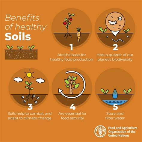Benefits Of Healthy Soils Soil Food Security Plant Nutrients