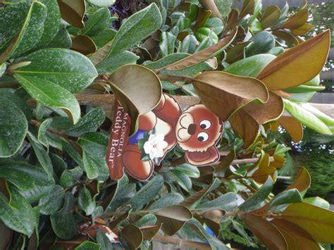 A soil test can help explain why a magnolia tree doesn't flower. Magnolia Teddy bear (2) - Landsdale Plants