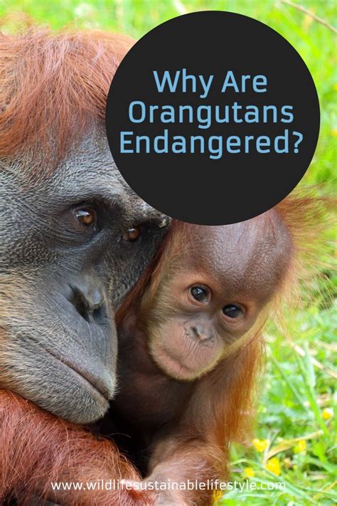 Why Are Orangutans Endangered Orangutan Animal Facts Wildlife Facts