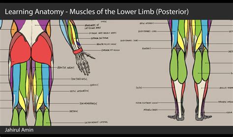 If you know where muscles attach and how the movements generated at the foot and lower leg are plantar flexion (foot points down), dorsi. 09. Learning Anatomy - Muscles of the Lower Limb (Posterior) on Vimeo