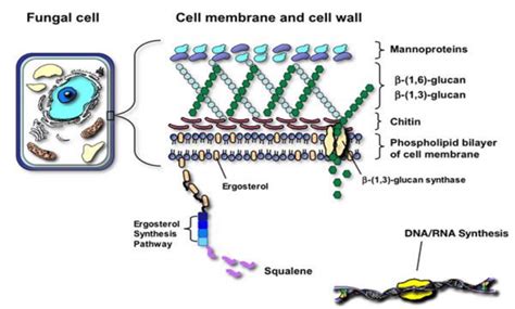 Maybe you would like to learn more about one of these? Fungal cell membrane and cell wall. Fungal-specific ...