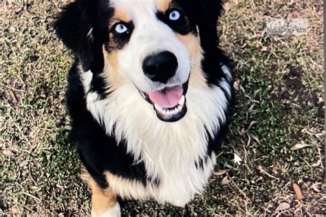 Nala Akc Australian Shepherd Puppy For Sale Near Houston Texas