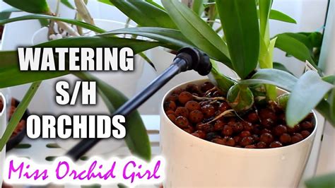 How I Water My Orchids In Semi Hydroponic Pots Youtube