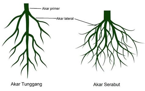 Struktur Morfologi Akar Tumbuhan Fungsi Dan Jenisnya Lengkap Dengan