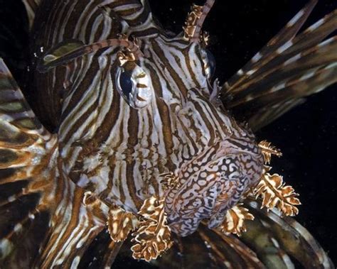 Amazing Sea Creatures Barnorama