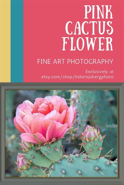 Pink Cactus Flower Art Print Desert Photography Flowering Etsy