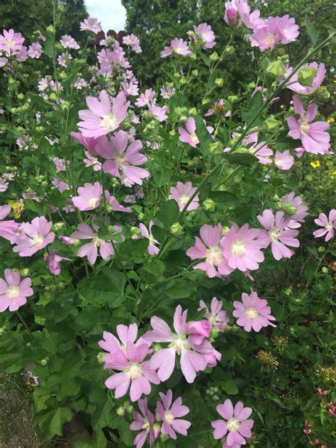 Hollyhocks July 21 2016 Hollyhock Trees And Shrubs Perennials