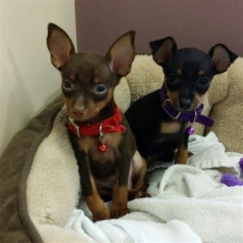 Reese And Oliver Min Pin Puppies 7 Weeks Old Miniature Pinscher Dog