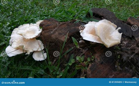 White Mushroom Growing On Tree Stump Stock Image Image Of White