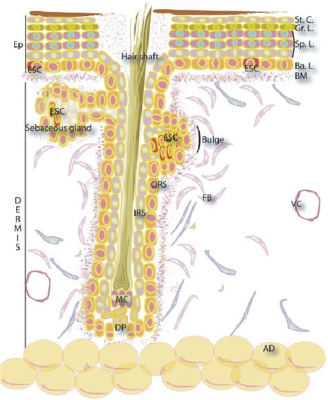 Epidermal Stem Cell Niche Schematic Diagram Of The Skin And Its