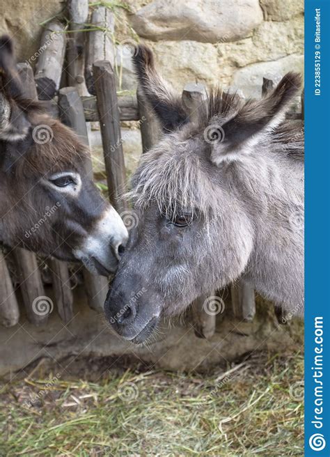 Donkeys Couple Portrait Stock Image 15243055