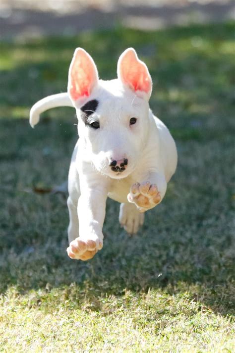 Why Do Puppies Have Pink Noses