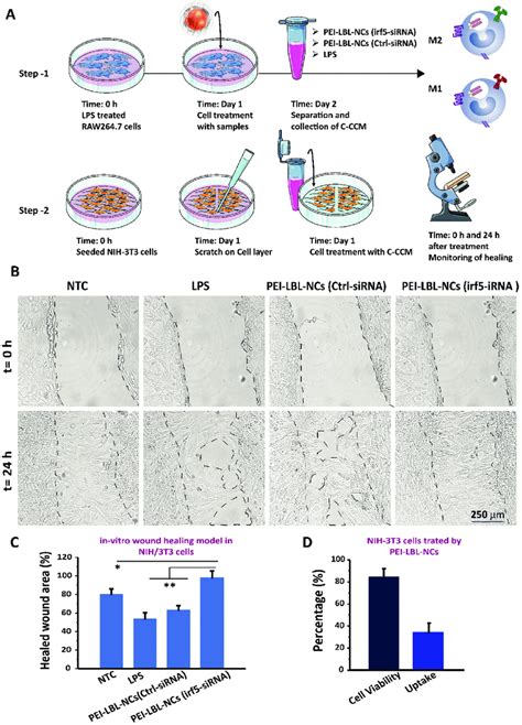 In Vitro Wound Healing Assay A Schematic Representation Of The Wound