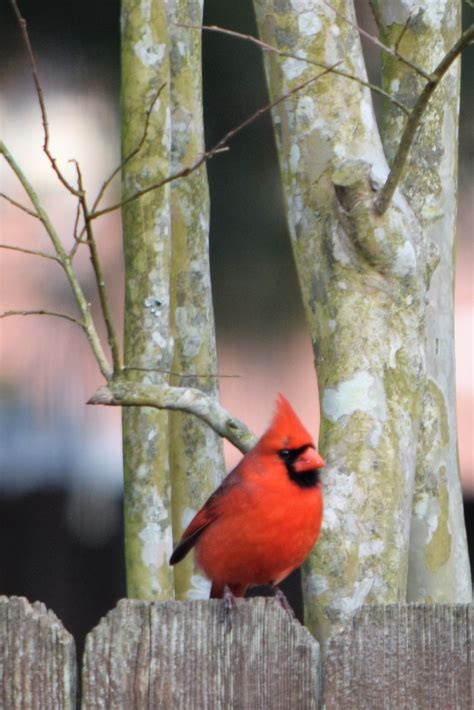 A Male Northern Cardinal Northern Cardinal Birdwatching Birds Male