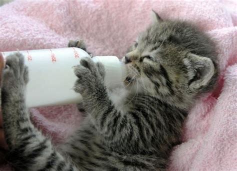 Weaning Kittens How And When What To Feed A Kitten Bottle Feeding