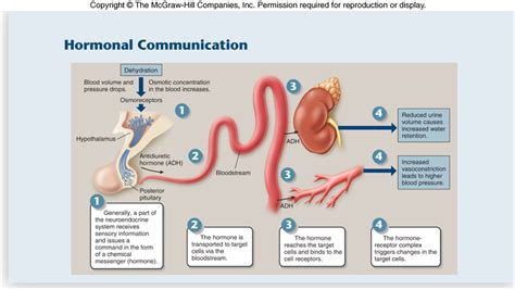Endocrine System