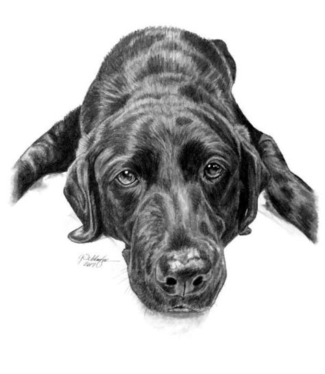 Pin On Pet Portraits Dog Drawings And Sketches
