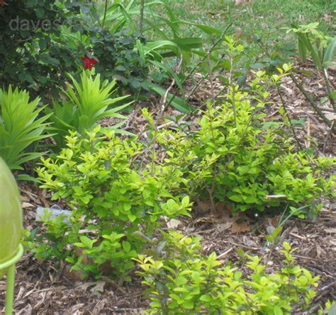 Check spelling or type a new query. PlantFiles Pictures: Ligustrum Hybrid, Golden Ligustrum ...