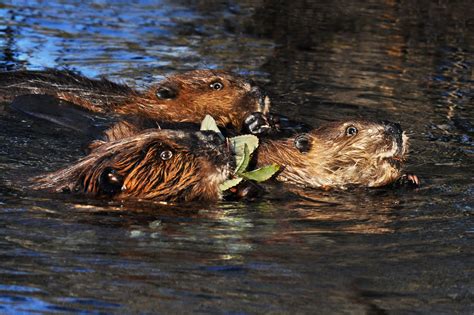 In Alaska Beavers Are Engineering A New Tundra Wired