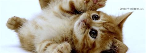 Cute Kitten Playing Lay On Back Facebook Cover Animals